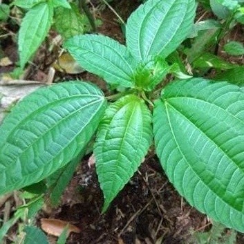 

Promo Daun Pohpohan Poh pohan lalap sunda segar 250 gram COD