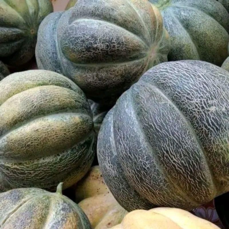 500 BENIH BLEWAH KRETEK SUPER UNGGUL SIAP TANAM