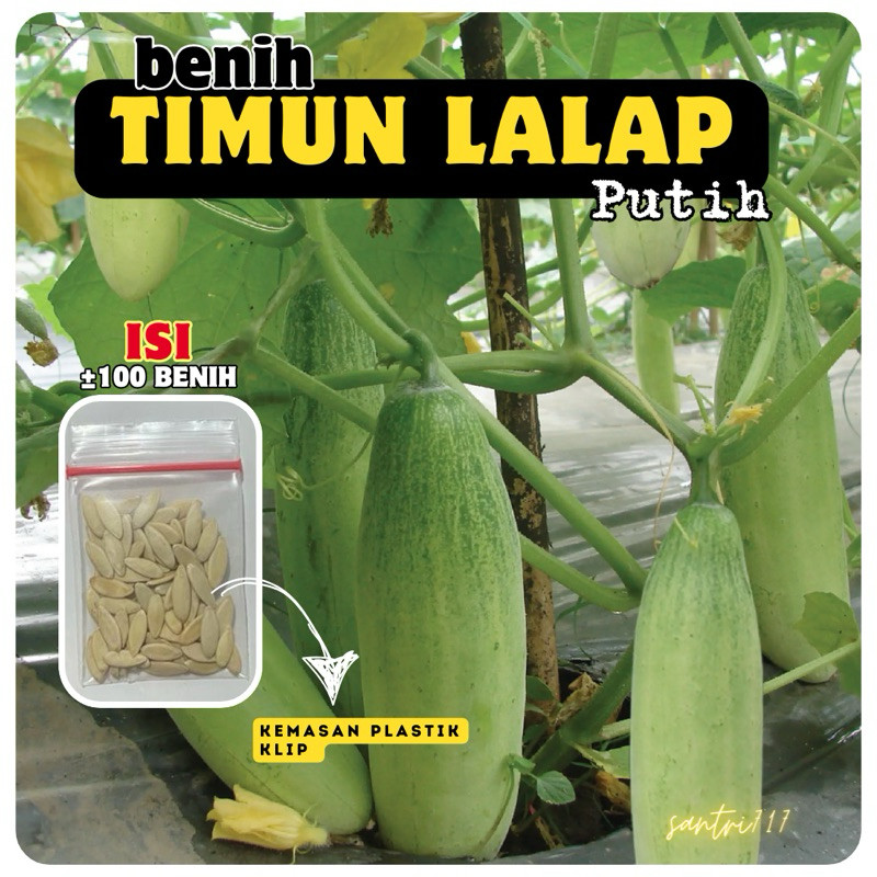 100 Benih bibit TIMUN LALAP PUTIH timun lalab hijau muda