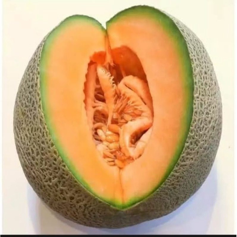15+ BIBIT  BENIH BUAH MELON SUPER JAWI