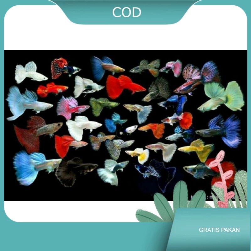 guppy cobra/drangon cendolan jantan betina bergaransi