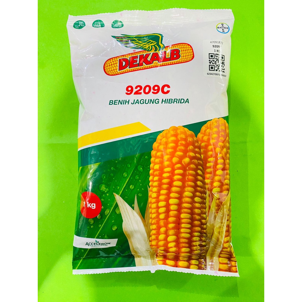 Benih jagung DEKALB 771 dekalb 9209c Jagung Hibrida isi 1kg dari ACCELERON