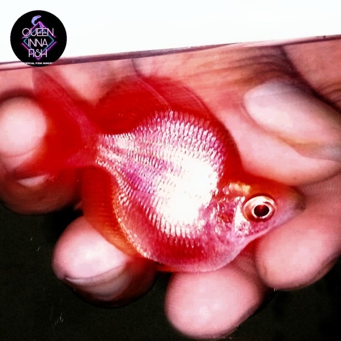 ikan hias rainbow red balon grade