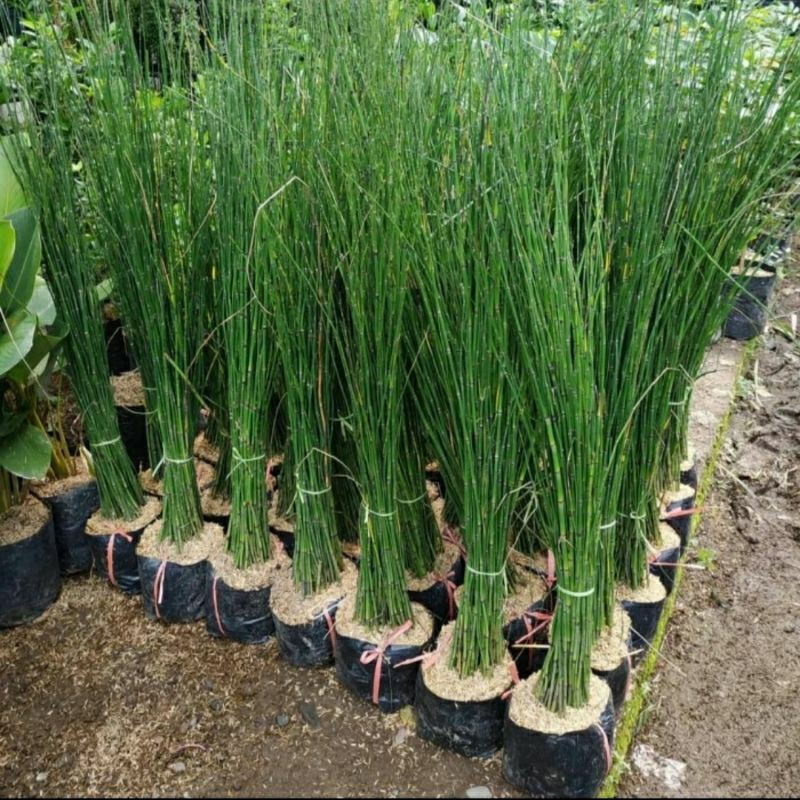 Tanaman Hias Hidup Bambu Air / Bambu Hoki / Ekor Kuda
