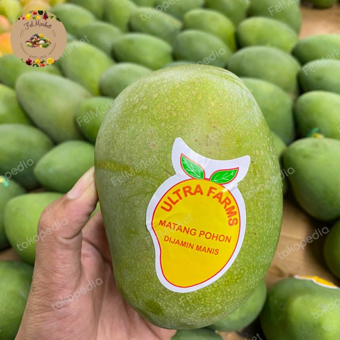 Mangga Harum Manis Matang Pohon Mangga Suluhan Super Manis 1 Kg