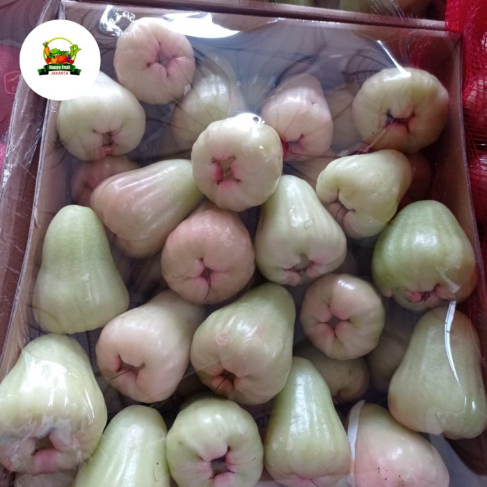 

Jambu air delima madu | jambu air madu manis | promo jambu air 1 kg