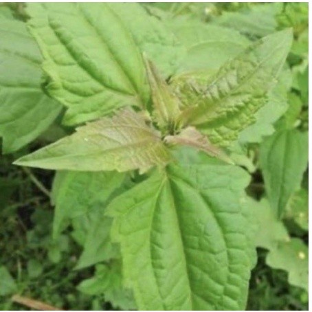 

PROMO DAUN KIRINYUH SEGAR DAUN KOPASANDA 1KG DAUN BALAKACIDA MURAH