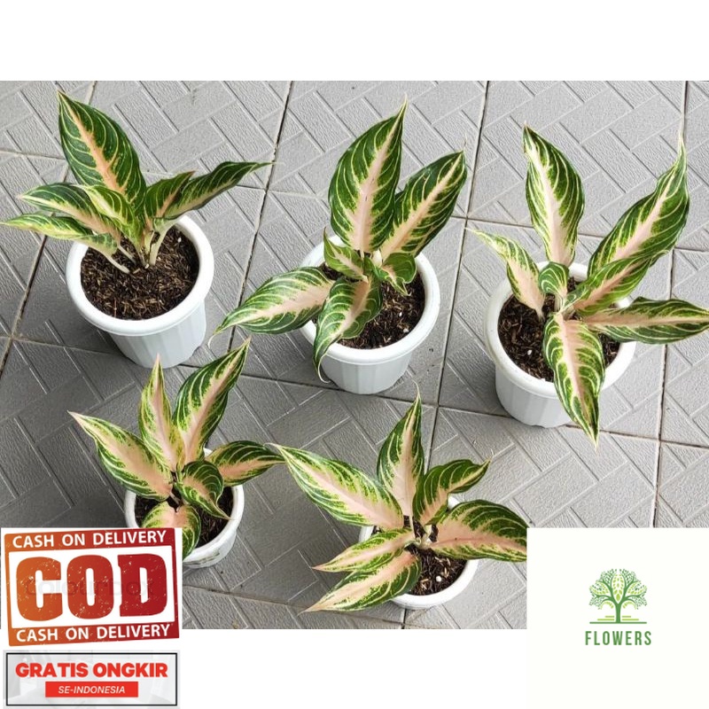 aglonema pink sunset anakan