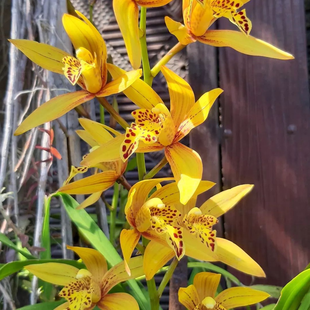 Anggrek Tanah Cymbidium Golden Tiger - Cymbidium Golden Boy Coklat