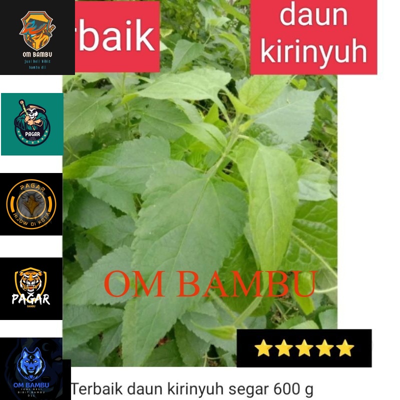 

terbaik daun kirinyuh berat 600g