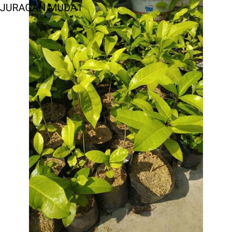 Bibit Tanaman Pohon Cendana