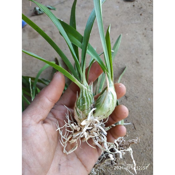 BIBIT ANGGREK HUTAN / ANGGREK BULBLO MINI / TANAMAN HIAS