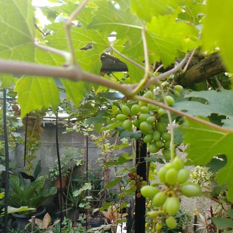 entres(batang muda pohon anggur untuk di okulasi)jenis ninel sudah berbuah