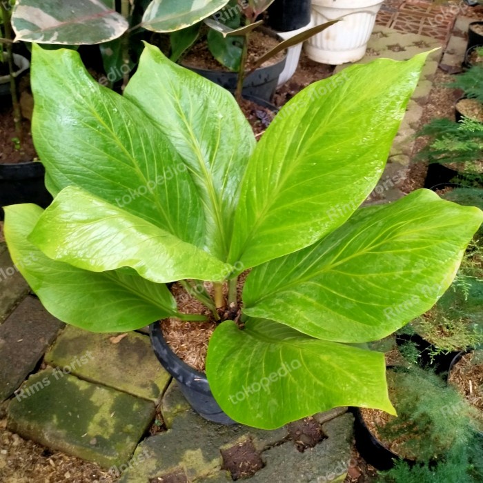 Tanaman hias anthurium jemani cobra/jemani cobra dewasa