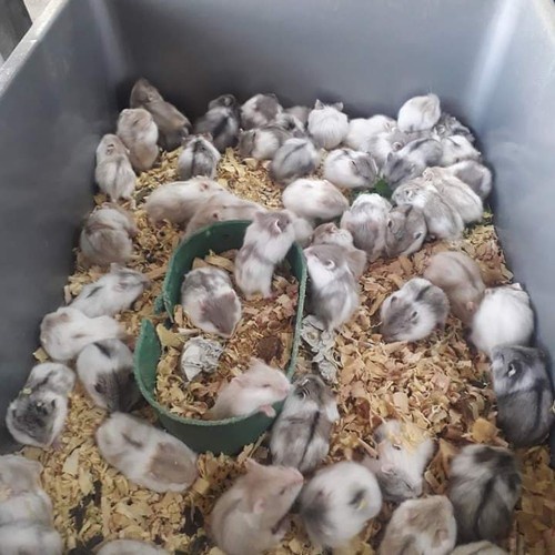 Hamster Campbell Dominan