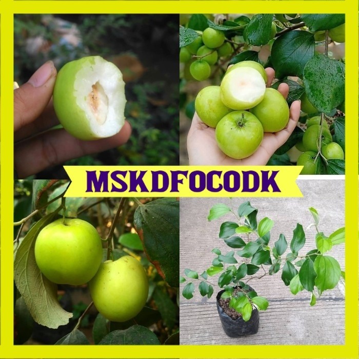 Bibit apel putsa india