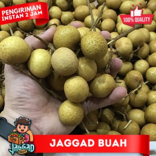 

Buah kelengkeng bangkok / buah lengkeng thailand manis JAGGAD FRUIT