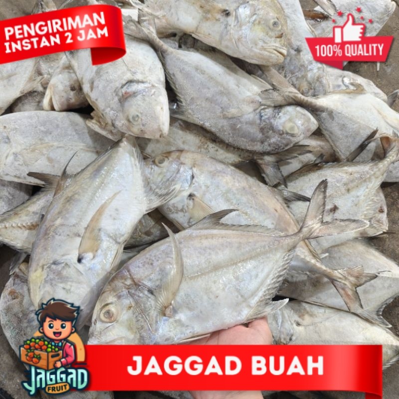 

Ikan Kuwe Bongkok 1kg JAGGAD FRUIT