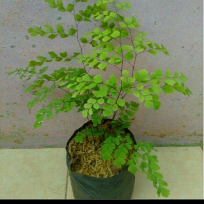 Tanaman Hias Suplir/ Bunga suplir