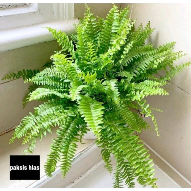 peromo tanaman hias pakis kelabang jumbo rimbun