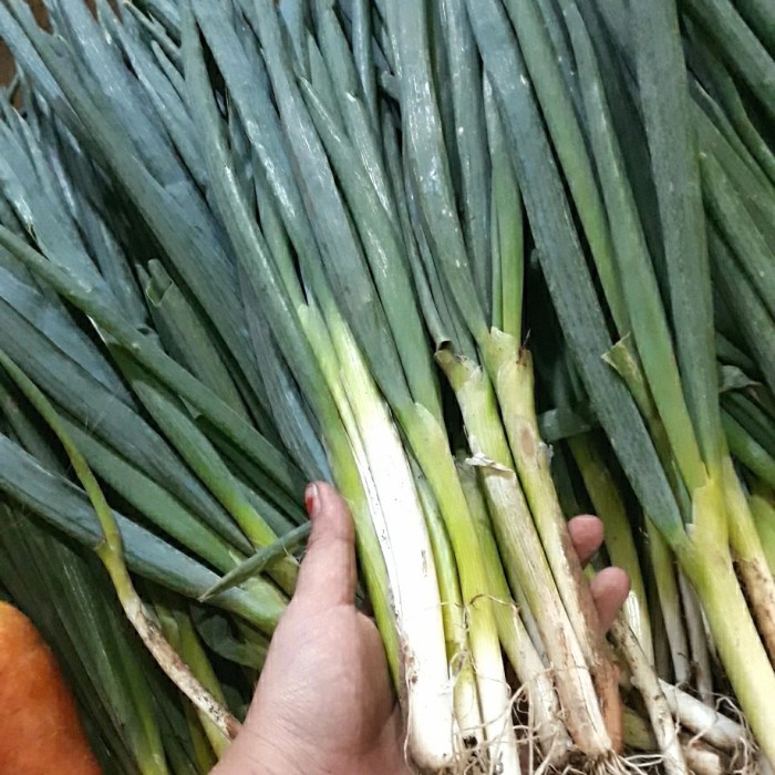 

Daun Bawang Fresh Segar wangi 500gram dan 1Kg
