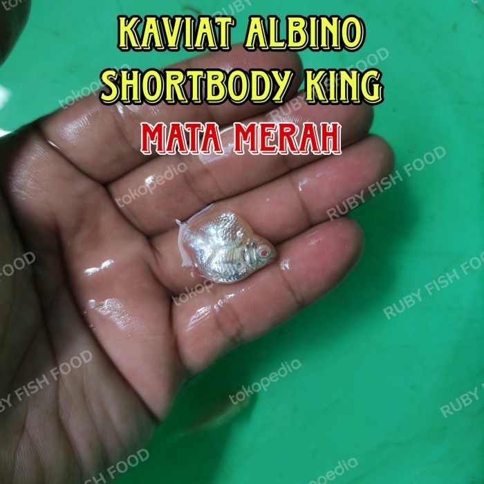 IKAN KAVIAT ALBINO SHORTBODY KING / KAVIAT ALBINO / KAVIAT SB KING