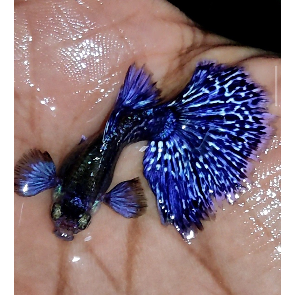 Pakan + Guppy Purple Dragon