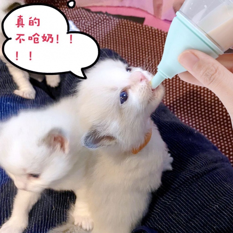 Dot Empeng Anak Kucing Baru Lahir Anti Tersedak Bisa Untuk Kelinci Dll Pentil Dot Susu Spet Anak Bay