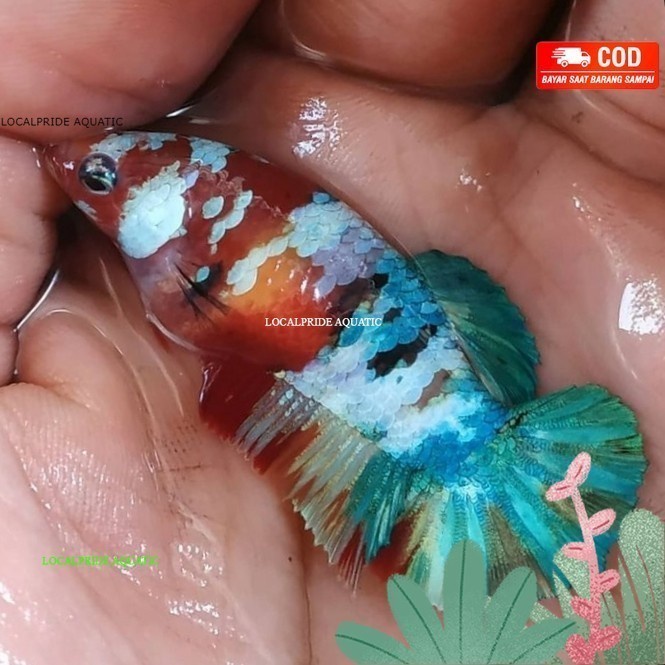 pemanis aquarium cupang betina multicolor siap breed medium - betina halfmoon