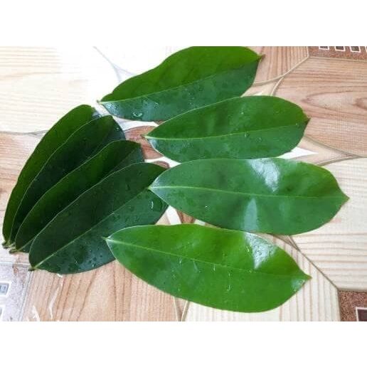 

Daun sirsak cod 100 LEMBAR FRESS SIRSAK