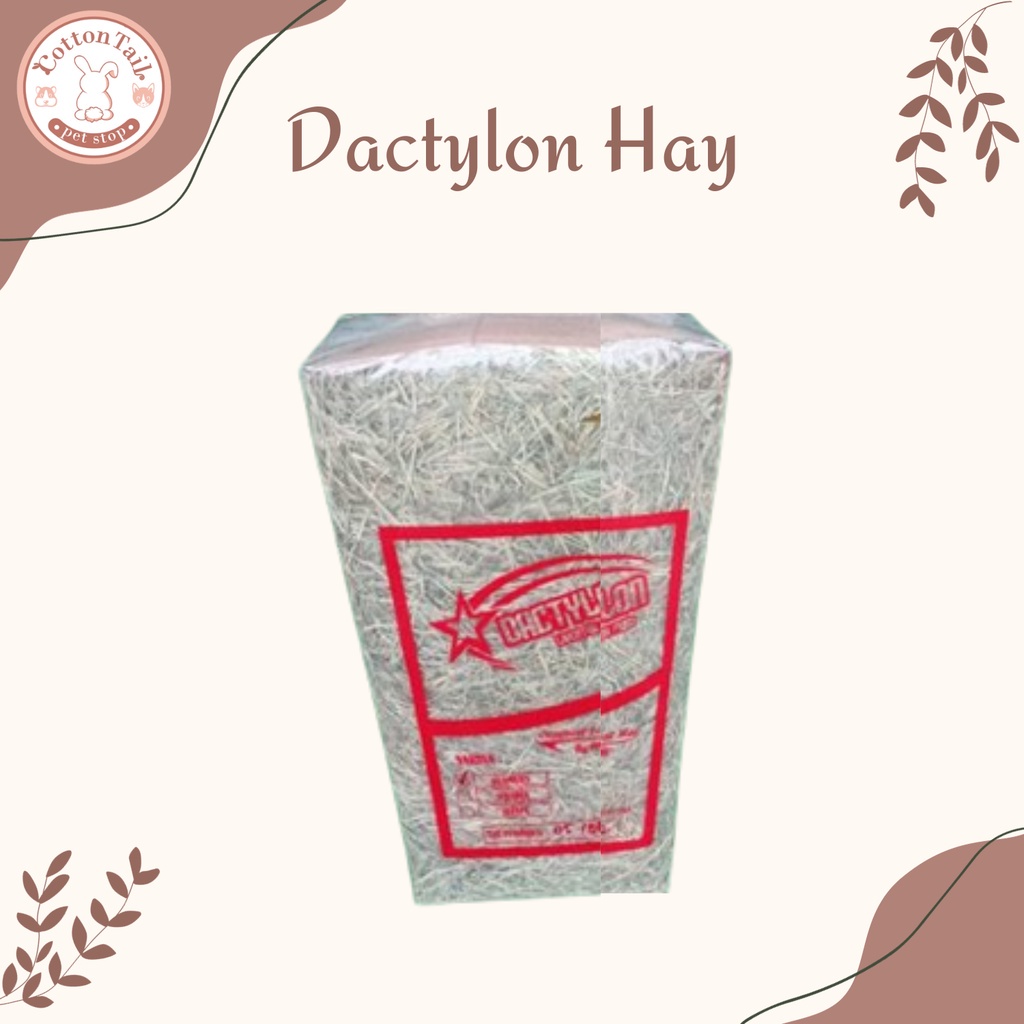 DACTYLON HAY / Rumput Kering Bermuda Pakan Kelinci & Cavy 1Kg