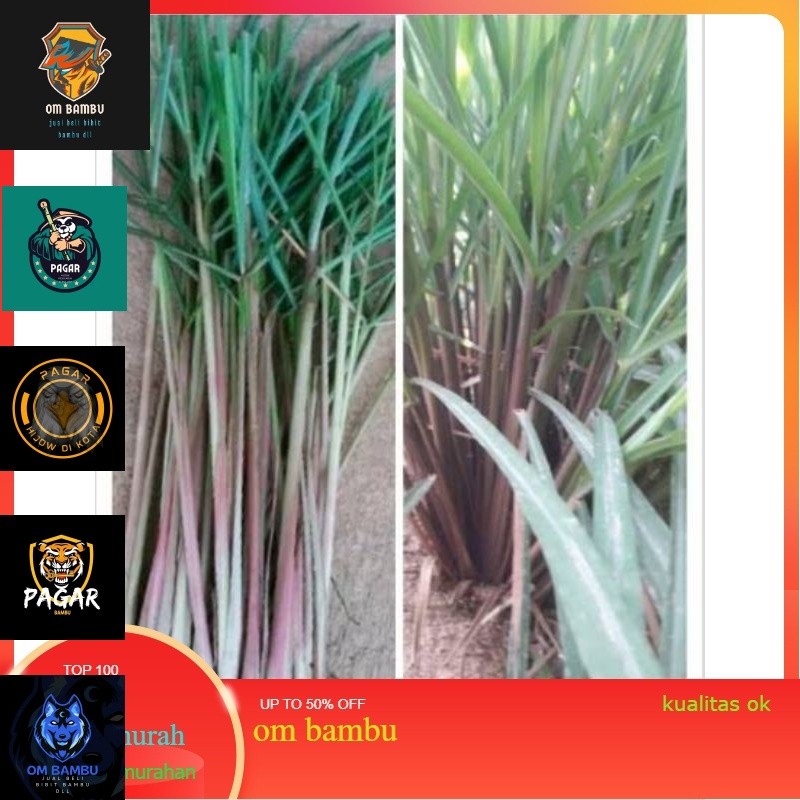 

SEREH MERAH SEGAR 1 KG SEREH WANGI promoo