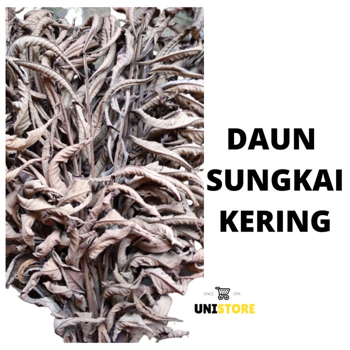 

Daun sungkai kering