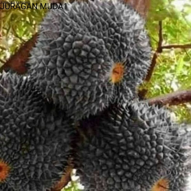 Bibit Durian Duri Hitam Black Thorn / Durian Oche