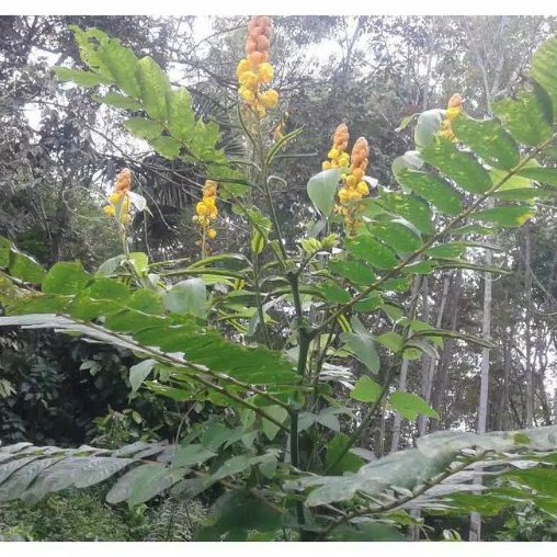 

Daun Ketepeng Segar 500 Gram (Kimanila / Cassia alata L) Cina