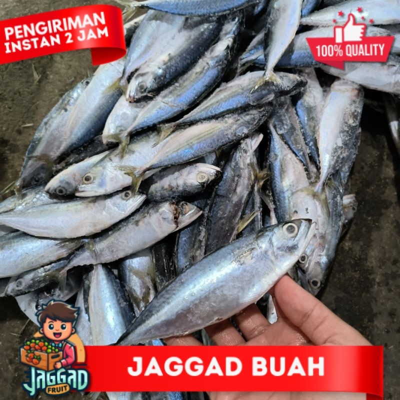 

Ikan Banjar Kecil 10kg JAGGA FRUIT