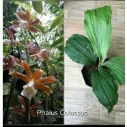 Anggrek Tanah Phaius tangkerville tanaman hias anggrek tanah  merah dan putih