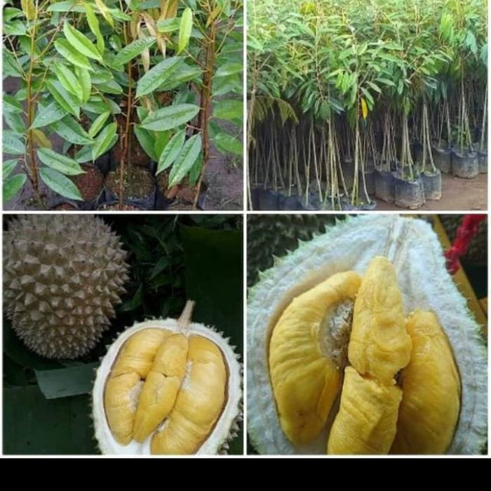 Bibit Durian Bawor Kaki 3 Super