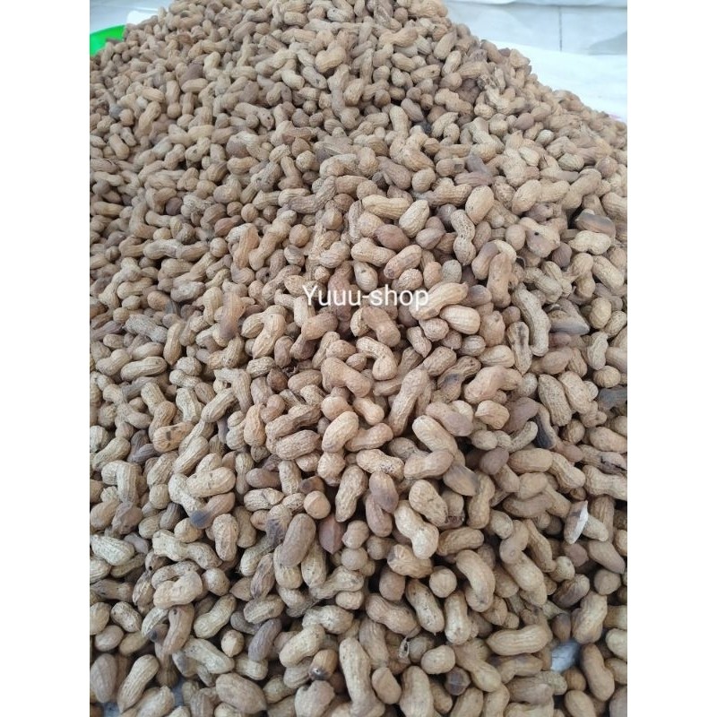 

COD//1Kg Kacang Kulit Sangrai Asli Madura Camilan Kacang Sangrai Enak