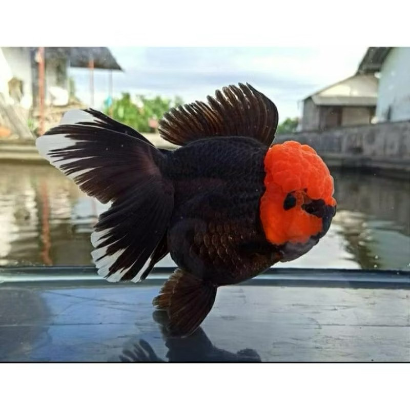 KOKI PANDA TANCHO GRADE A&F1