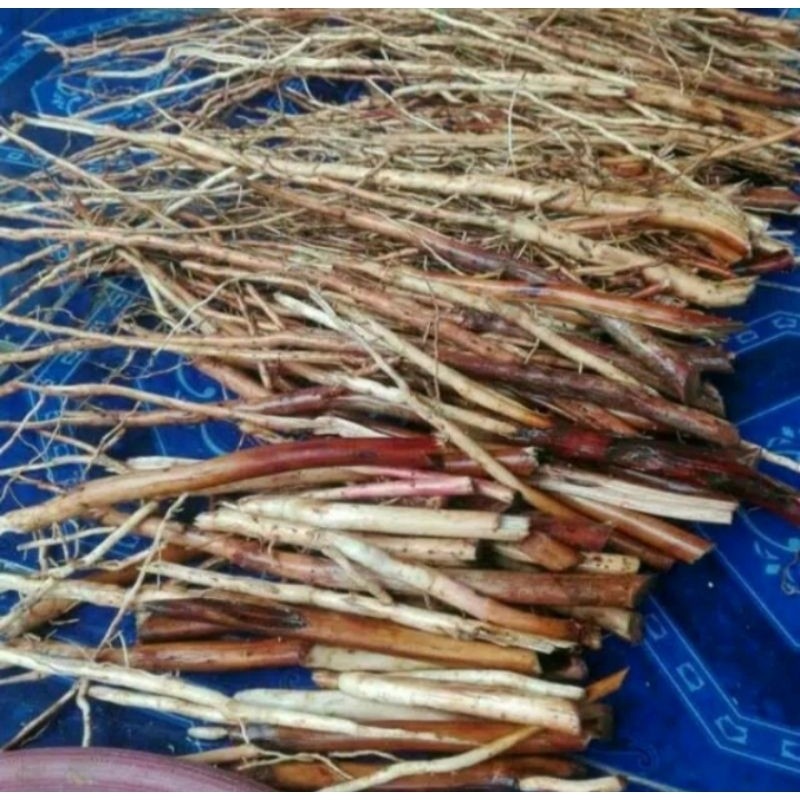 

jual akar pinang basah pres/ jambe/500gr