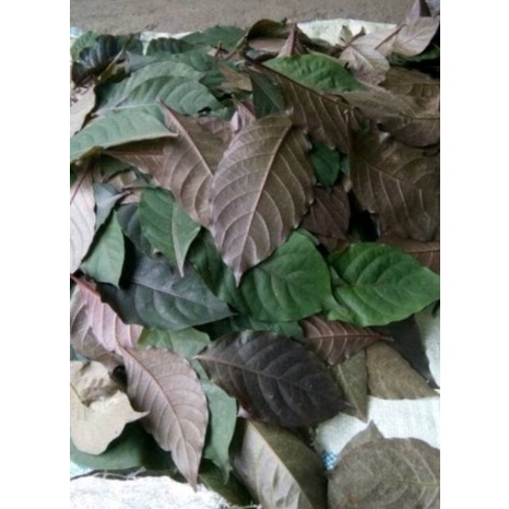 

Promo Daun ungu segar /handeuleum obat wasir / ambeien 50 lembar COD