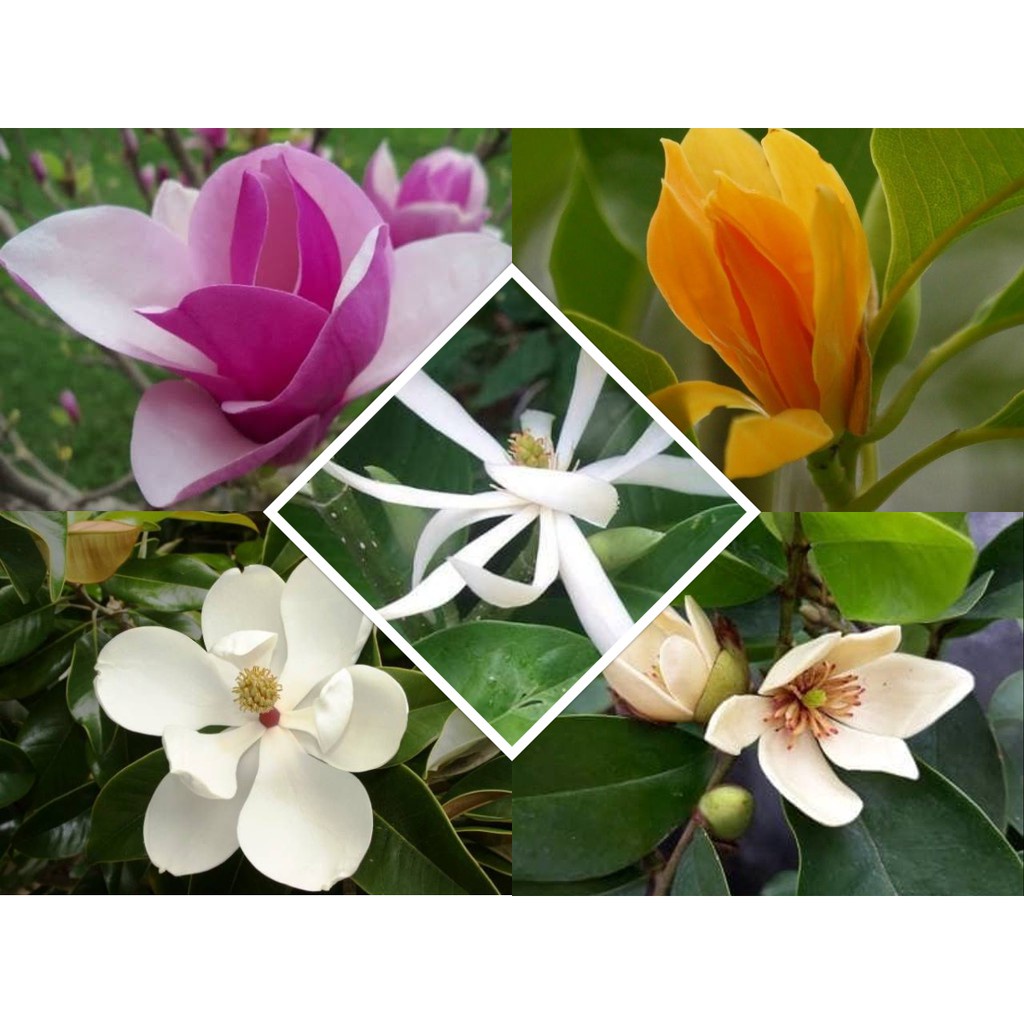 Tanaman Hias Bunga Cempaka - Bunga Cempaka - Bibit Bunga Cempaka - Bibit Cempaka
