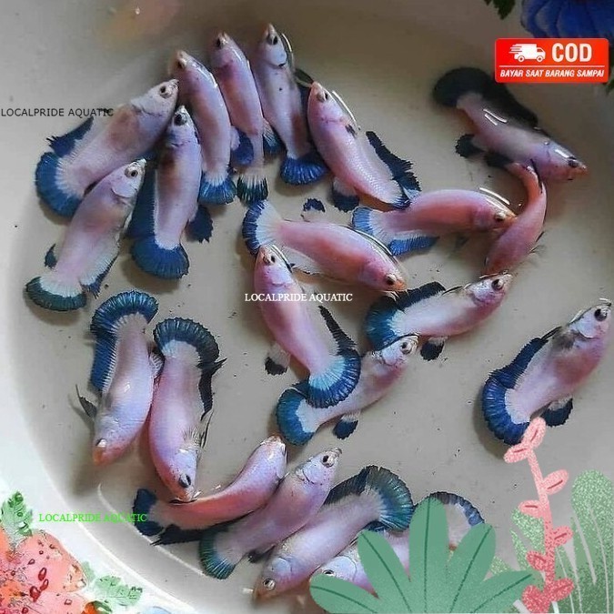 pemanis aquarium cupang female blue rim - BETINA BLUERIM