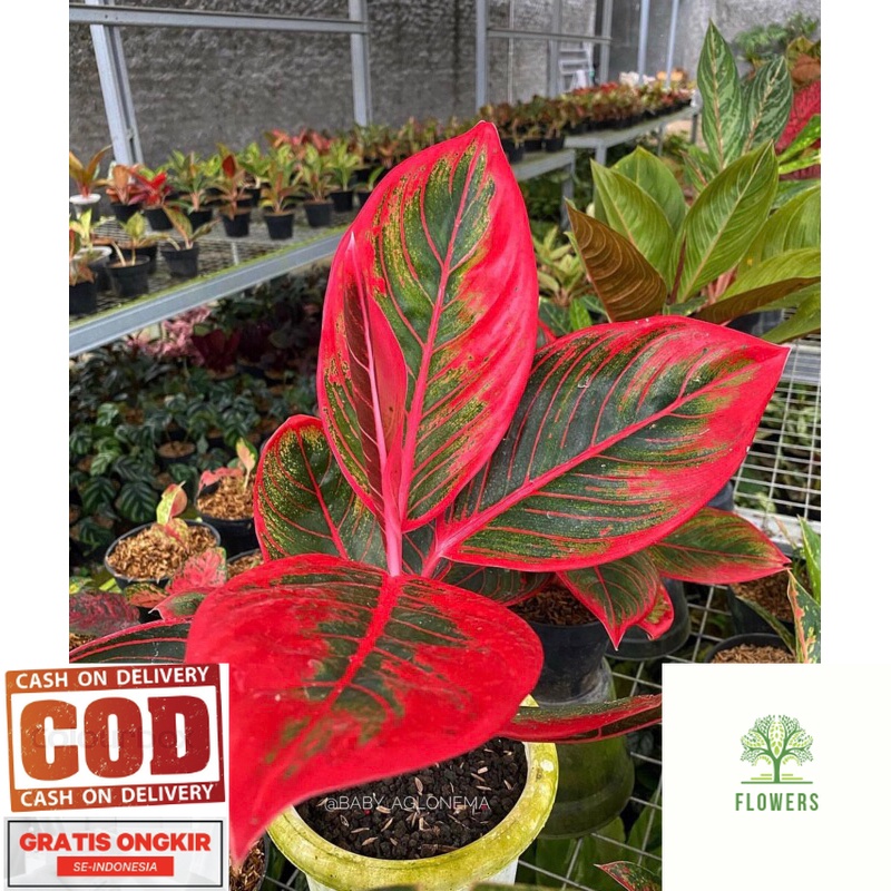 Aglonema Khanza baby - Tanaman hias aglonema khanza anakan