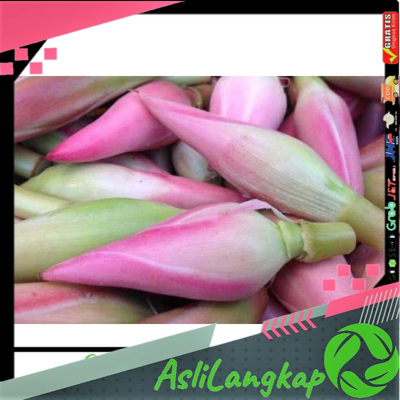 

Bunga Kecombrang Kincung Rombeh Segar 1kg