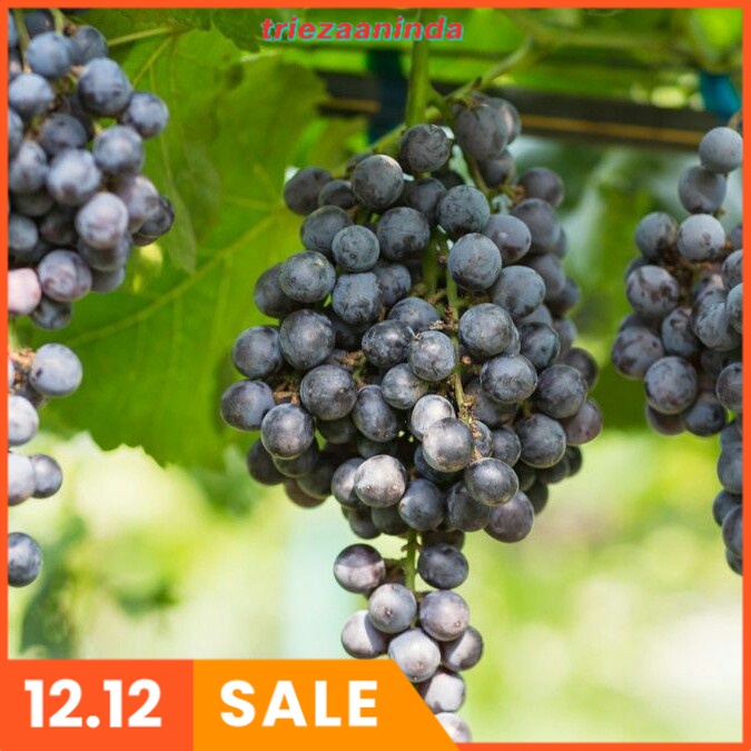 Pupuk Organik Cair Untuk Buah Anggur, Pupuk Booster Organik Anggur