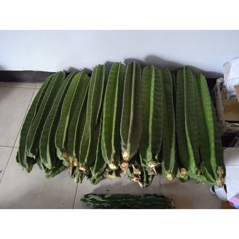 KAKTUS KOBOI (PREMIUM) kaktus belimbing