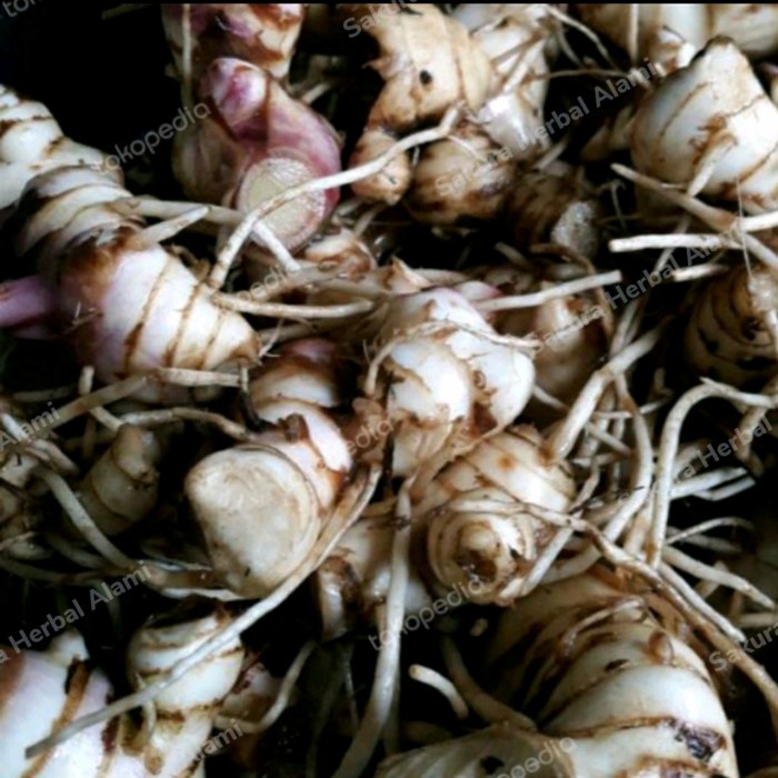 umbi ganyong segar 1kg