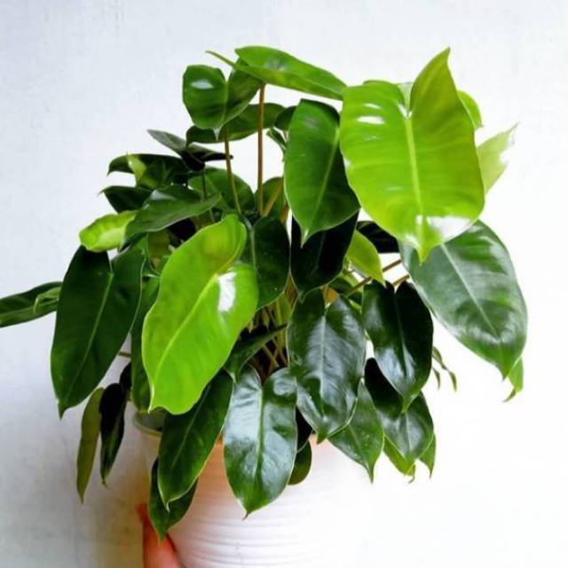 MURAH Philodendron burle marx - philodendron brekele - burle marx - philo brekele - philodendron